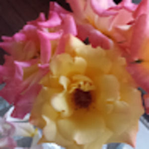 Meet your Posher, Brittany